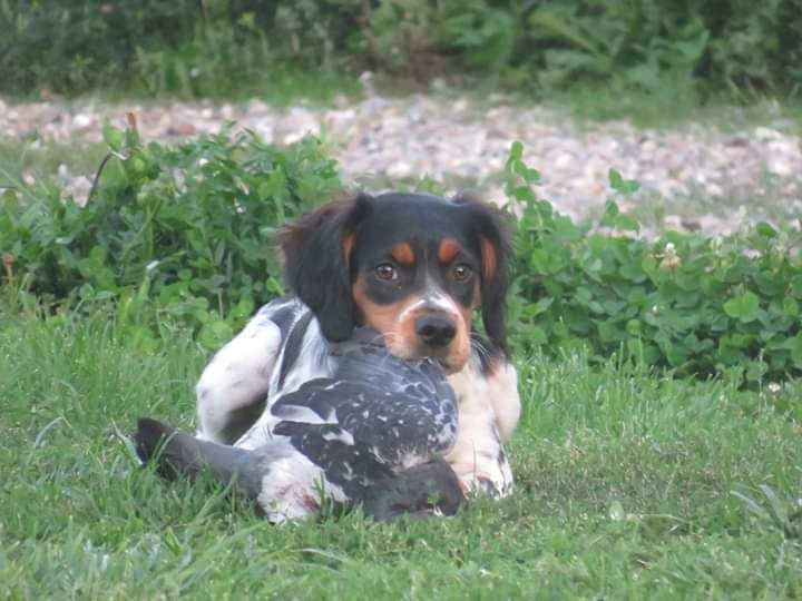 du Clos du Grand Lieu - Pépite et l'ouverture aux pigeons