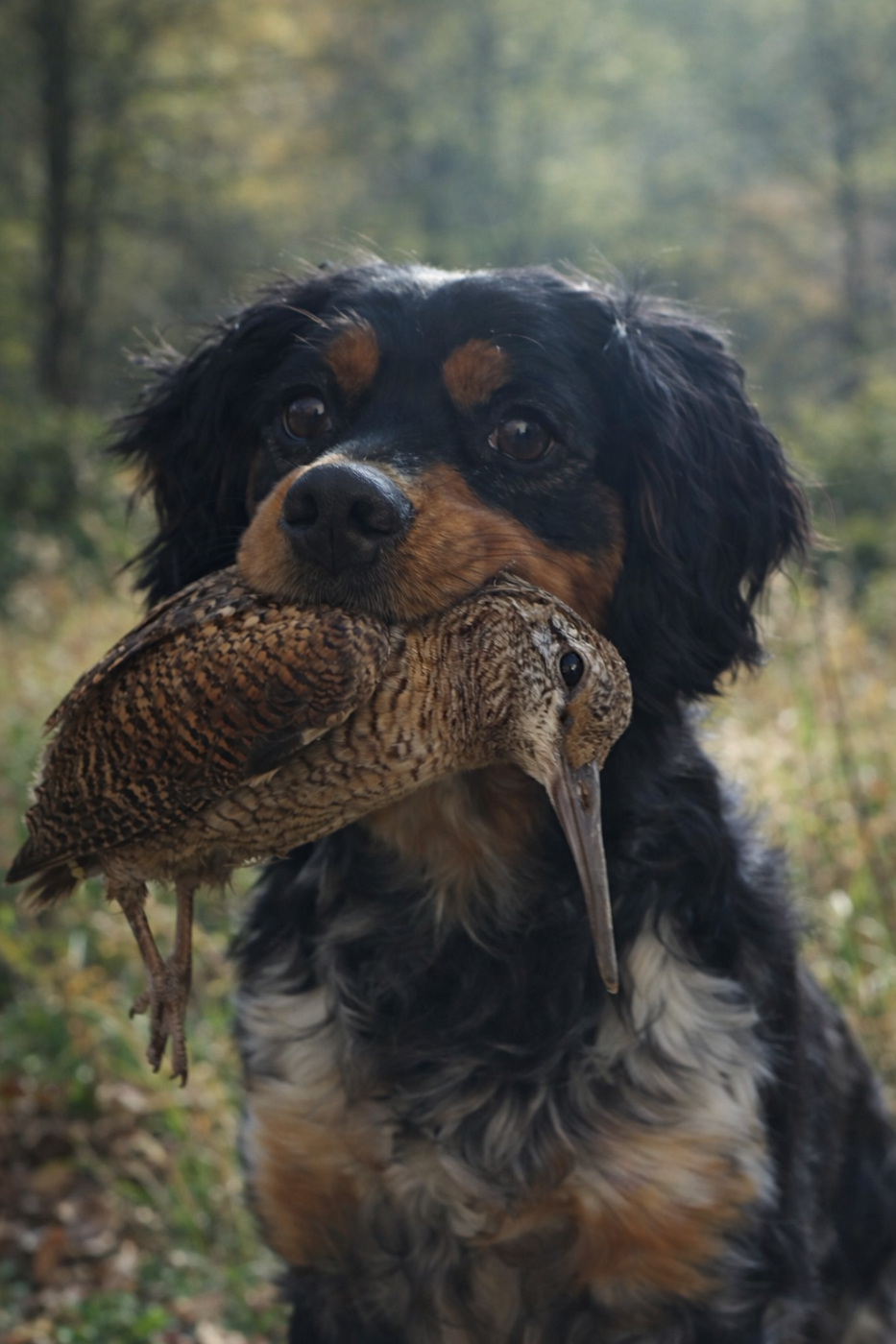 Savate Du Pairon De Sologne