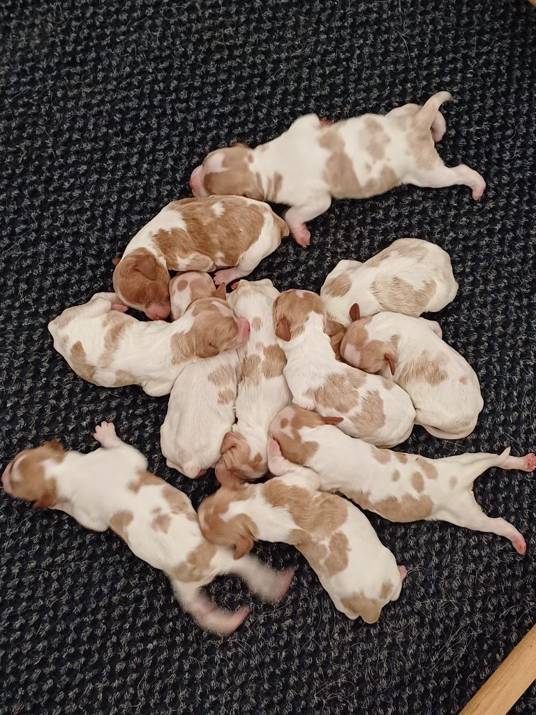 Naissance au clos du grand lieu 