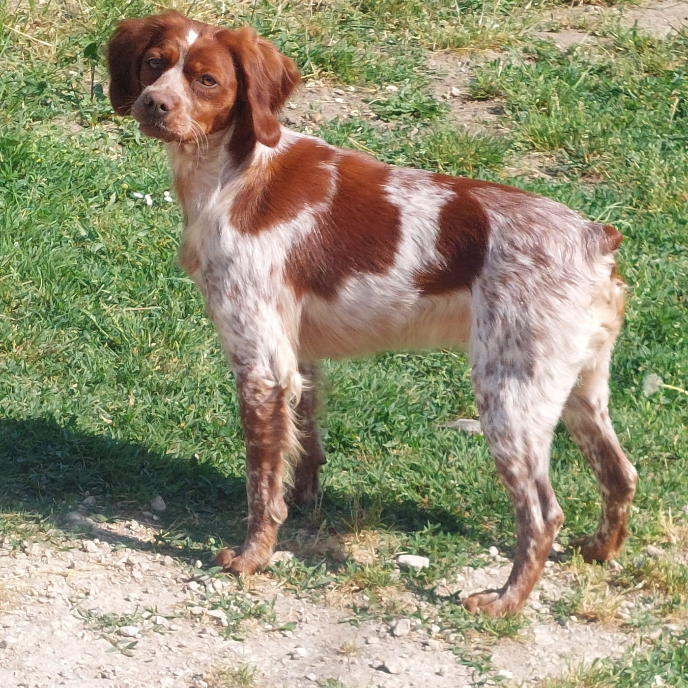 du Clos du Grand Lieu - Super spécial epagneul breton