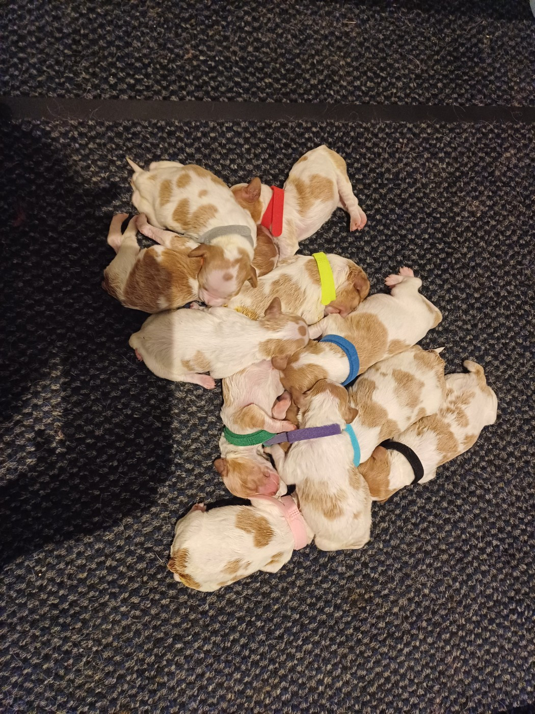 deux portées pour 2026