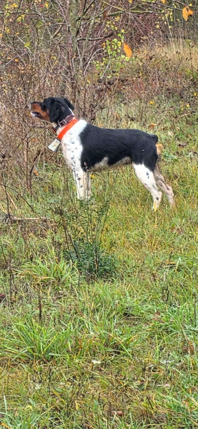 Les bécasses arrivent !