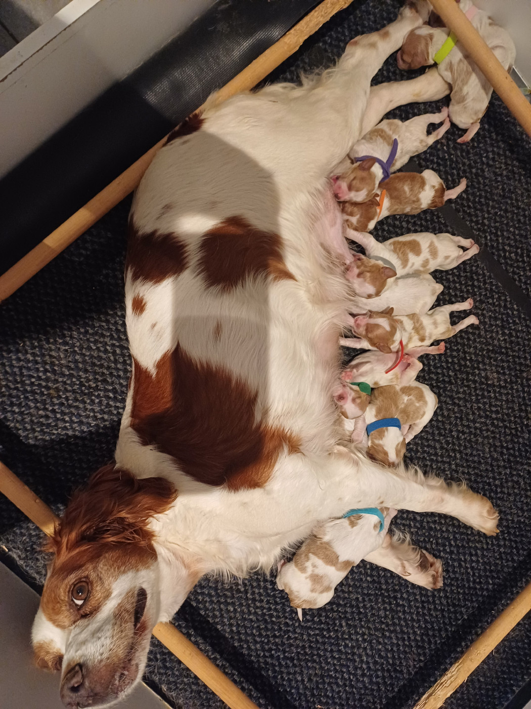 4 portées à venir pour 2026