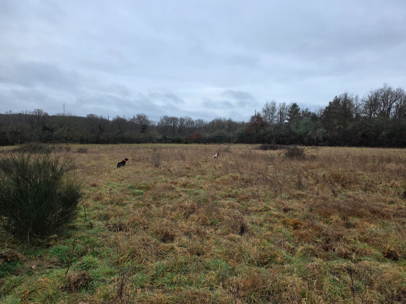 Une belle fermeture aux faisans
