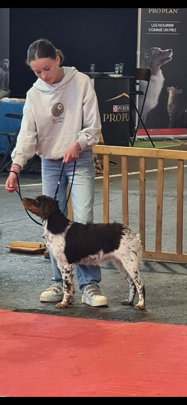 Exposition canine super spécial epagneul breton à Amiens