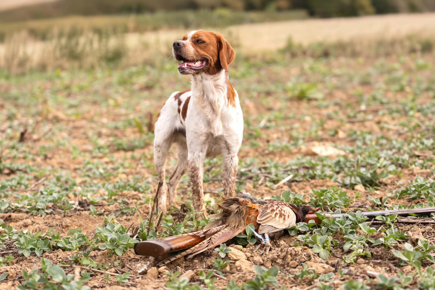 Belle ouverture pour Aiko du Clos du Grand Lieu, merci à sa propriétaire pour les belles photos.