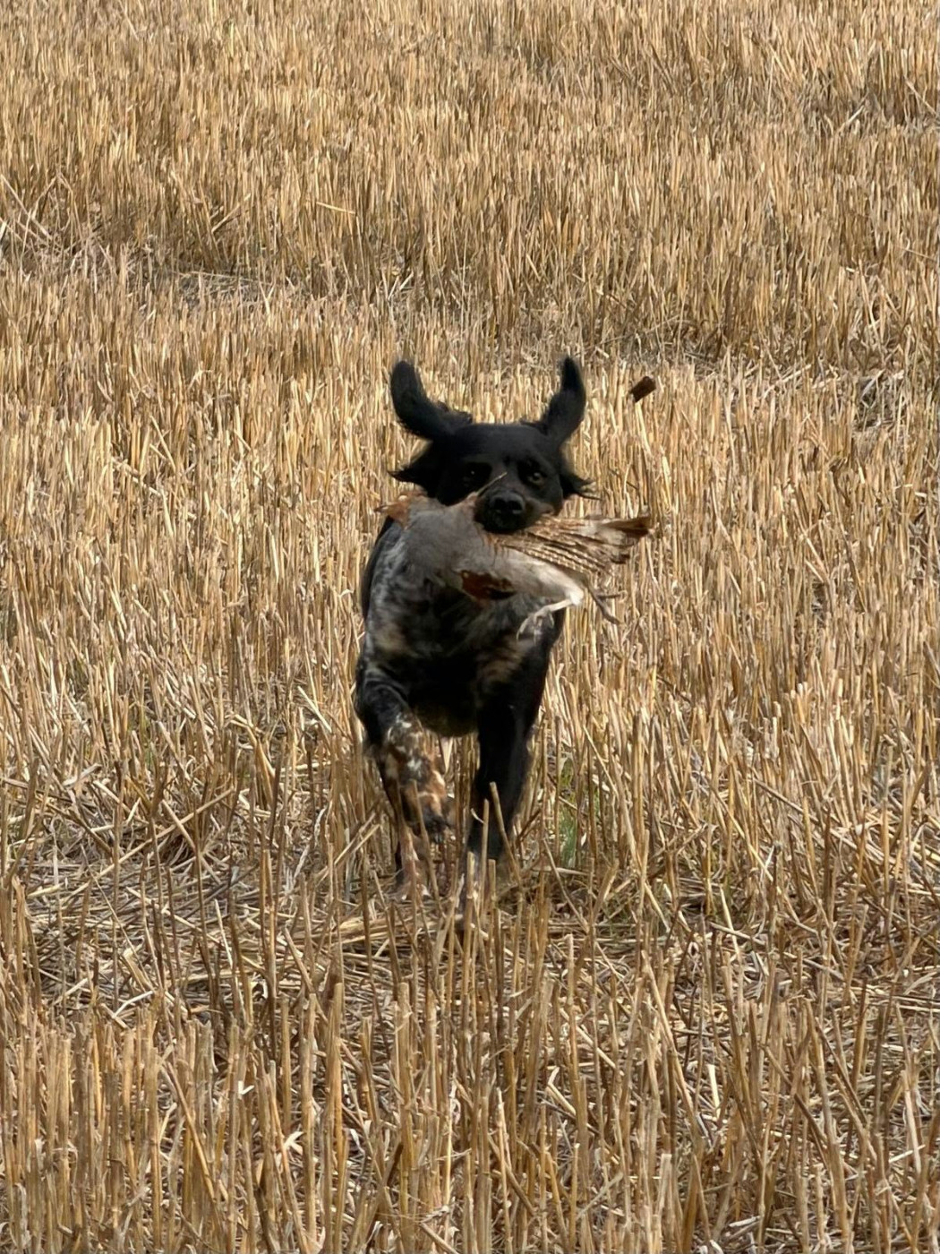 Veny à la chasse