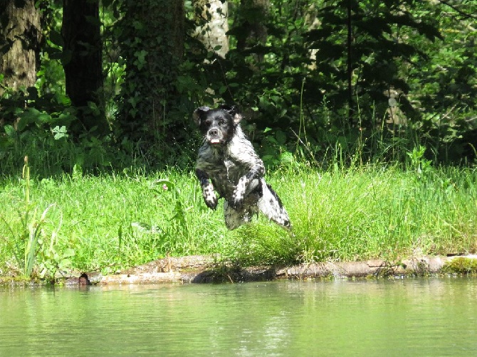 du Clos du Grand Lieu - hypso poisson chien