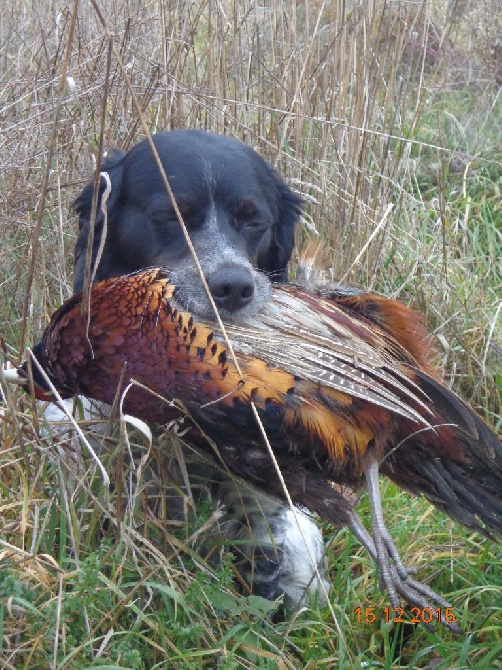 du Clos du Grand Lieu - saison de chasse