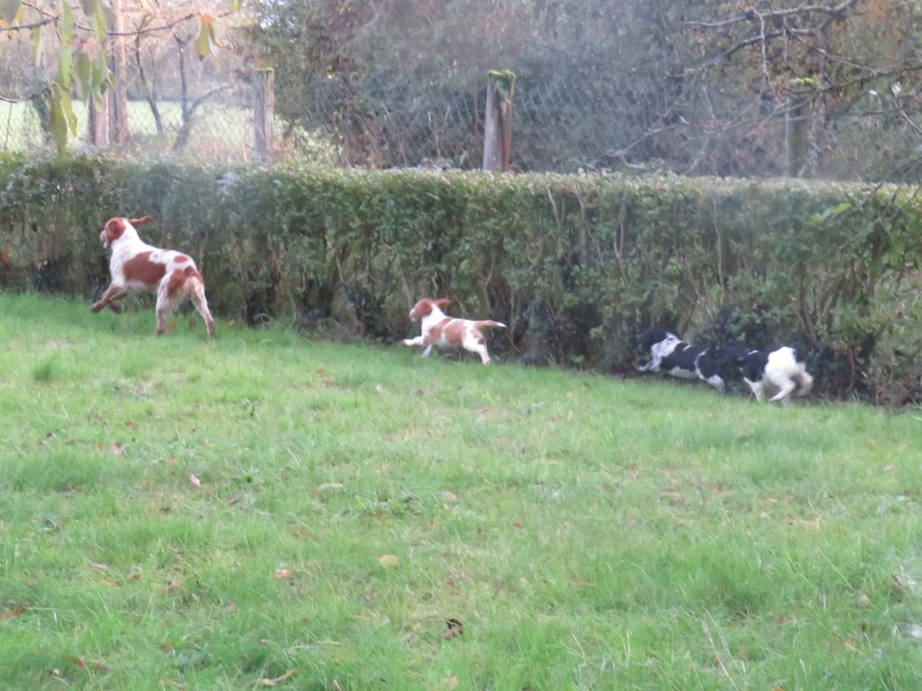 du Clos du Grand Lieu - Les chiens libre comme l'air