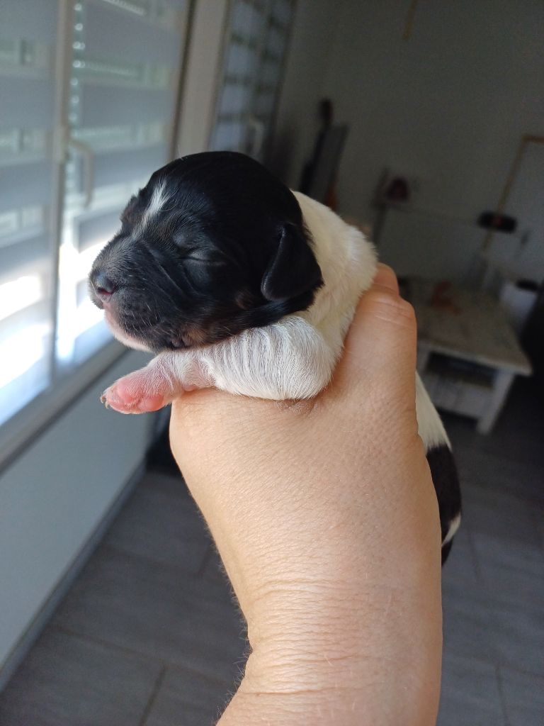 du Clos du Grand Lieu - Chiot tricolore mâle disponible à la réservation 