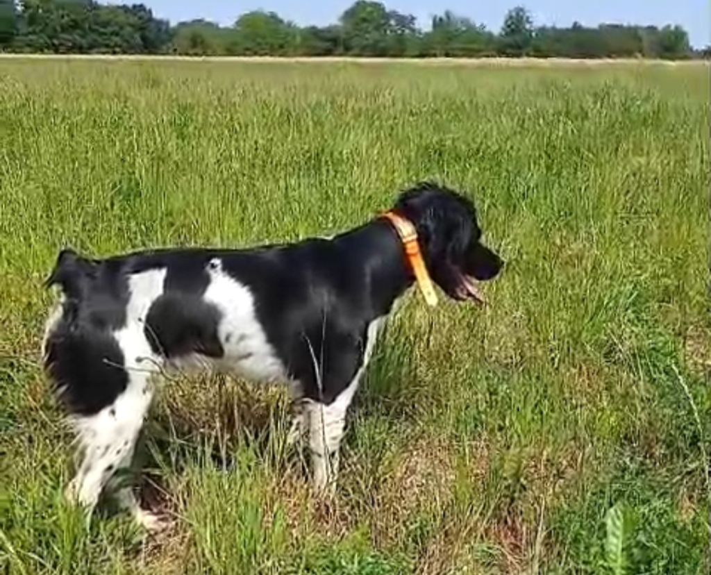 du Clos du Grand Lieu - Jeune chienne débourrée à vendre