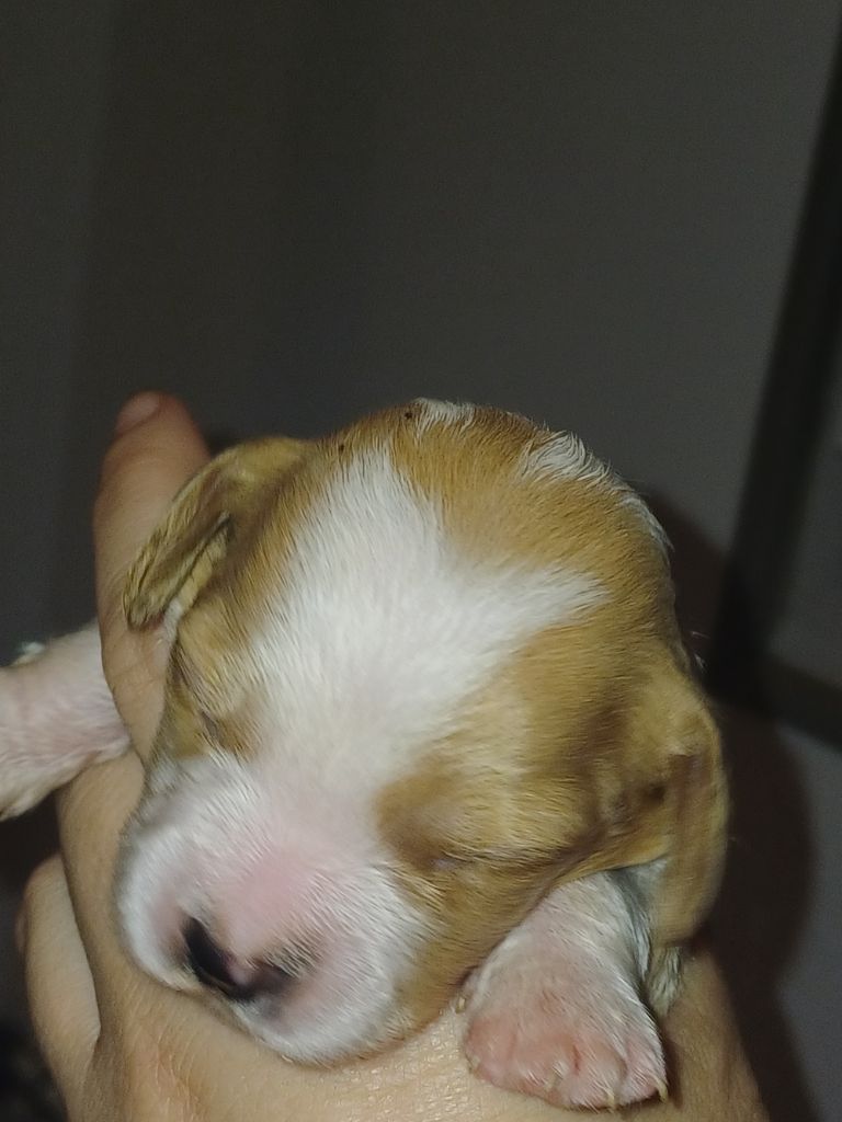 du Clos du Grand Lieu - Chiots disponibles - Epagneul Breton
