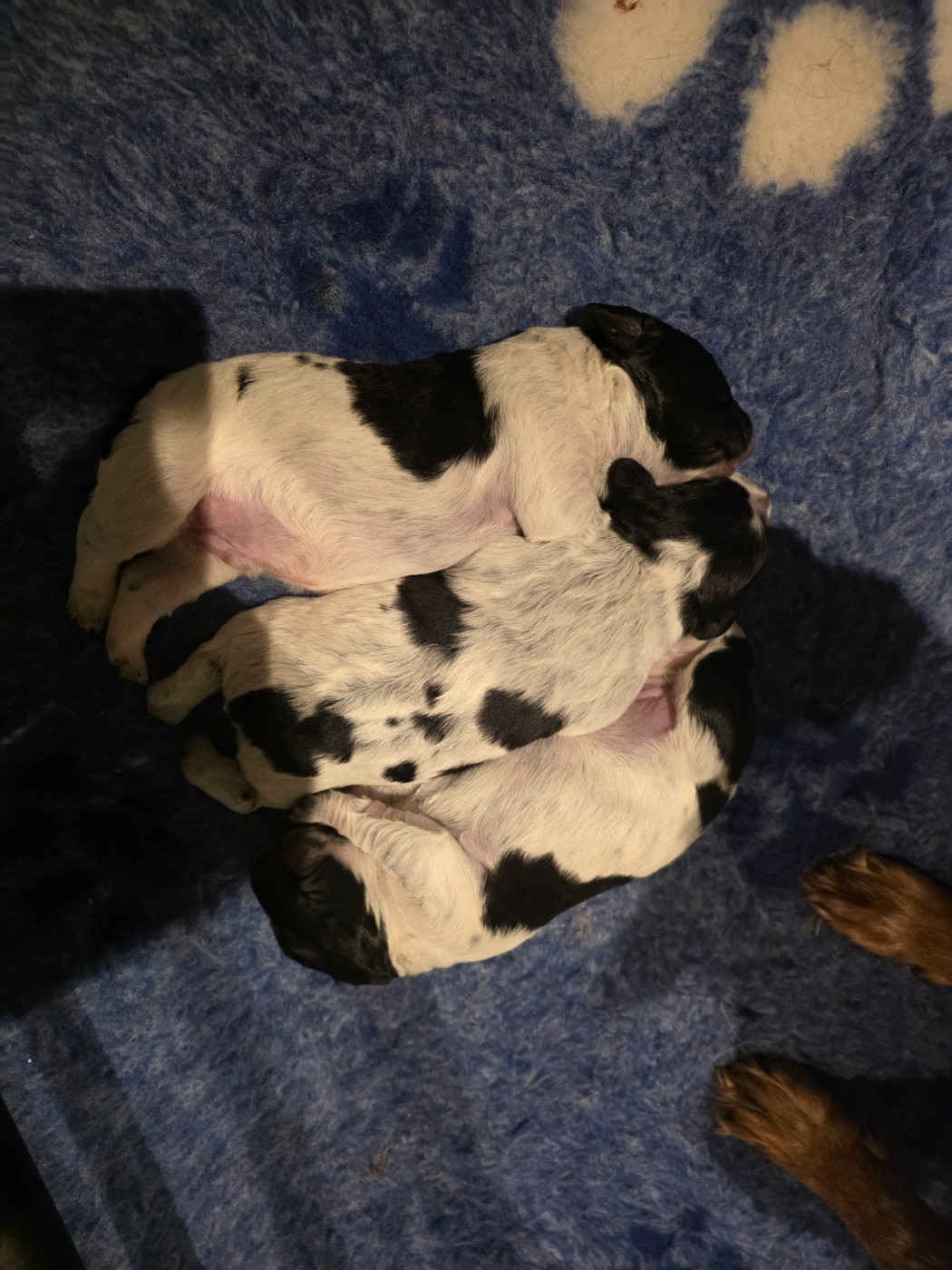 du Clos du Grand Lieu - Epagneul Breton - Portée née le 09/03/2026