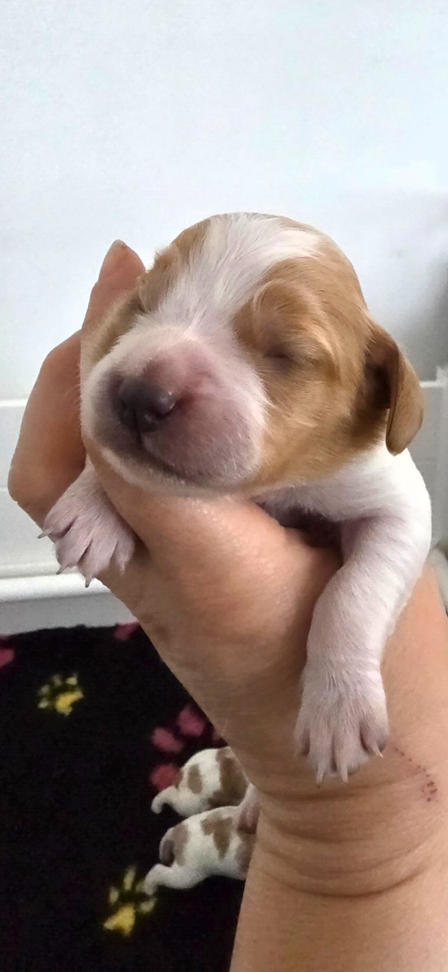 du Clos du Grand Lieu - Chiots disponibles - Epagneul Breton