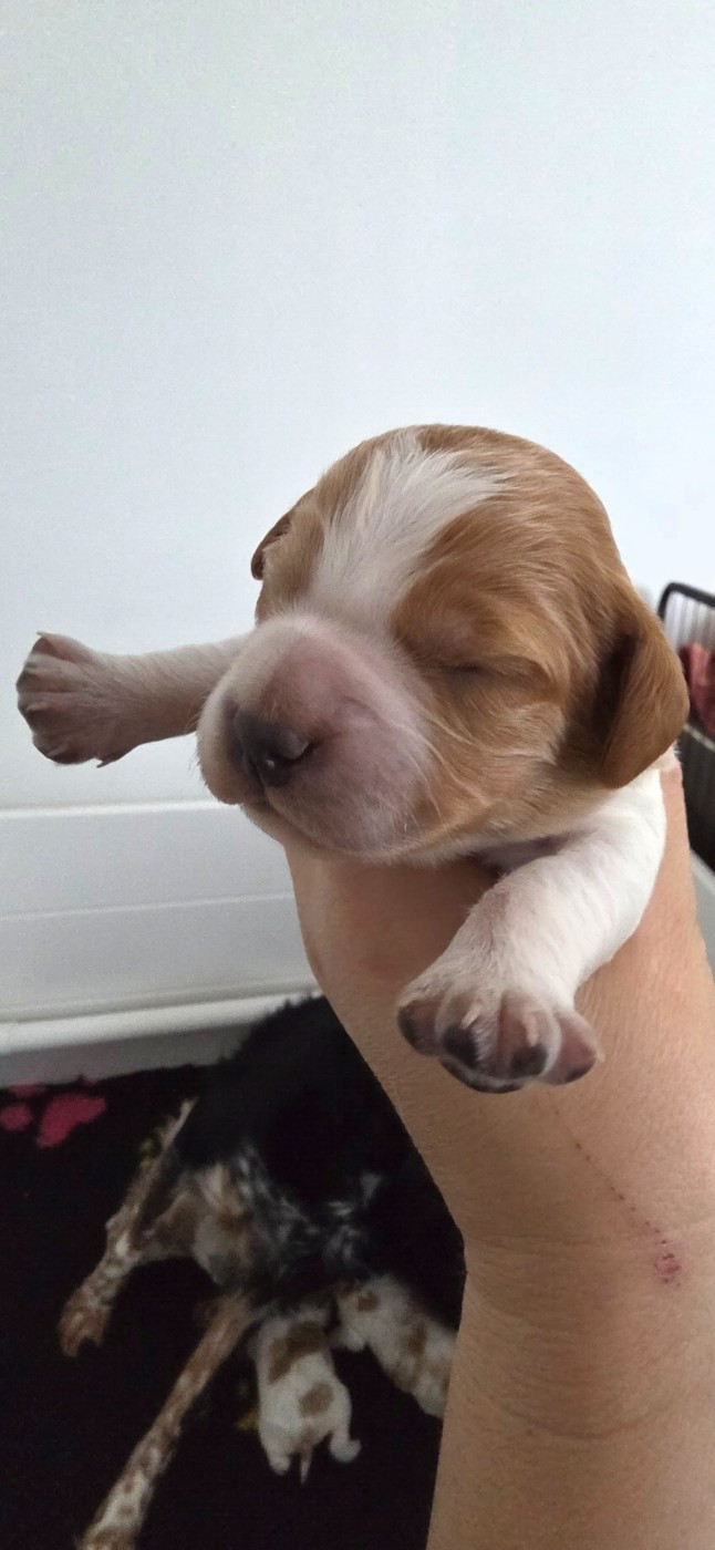 du Clos du Grand Lieu - Chiots disponibles - Epagneul Breton