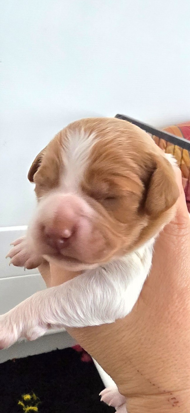 du Clos du Grand Lieu - Chiots disponibles - Epagneul Breton
