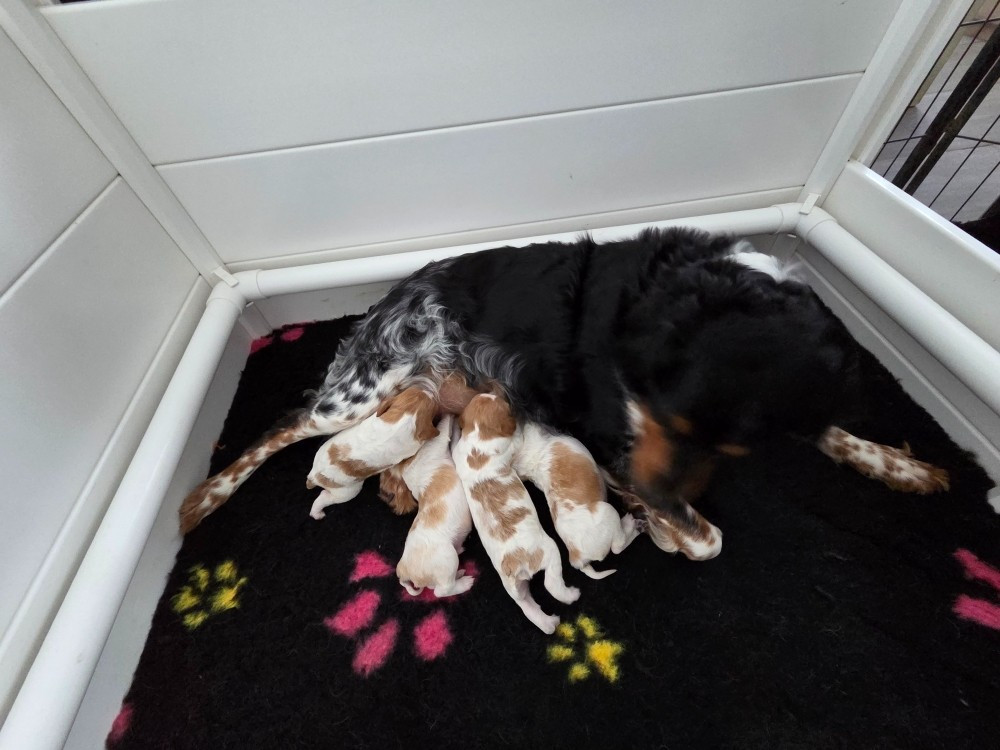Chiot Epagneul Breton du Clos du Grand Lieu