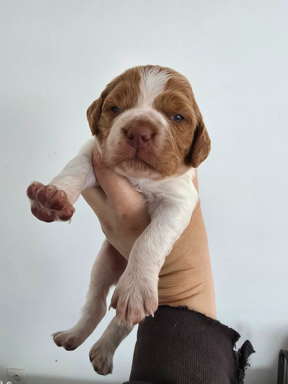 du Clos du Grand Lieu - Chiots disponibles - Epagneul Breton