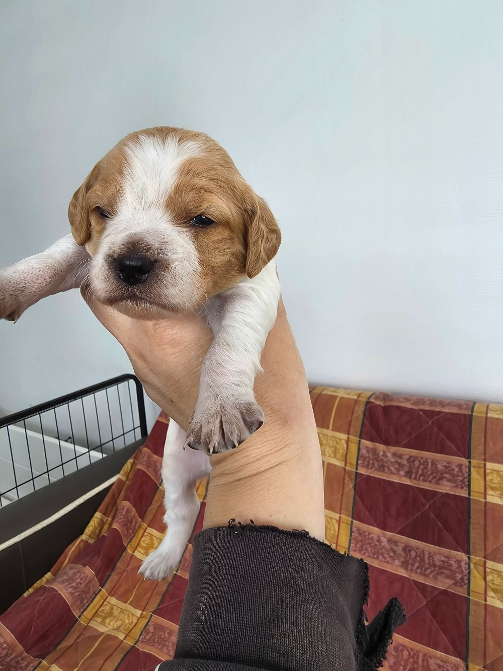 du Clos du Grand Lieu - Chiots disponibles - Epagneul Breton