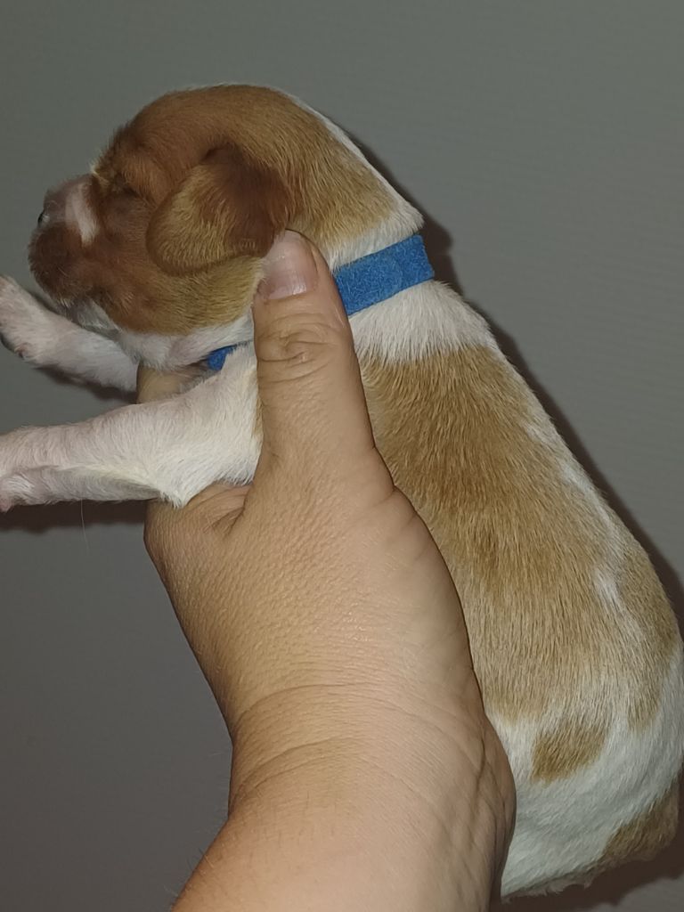 du Clos du Grand Lieu - Chiots disponibles - Epagneul Breton