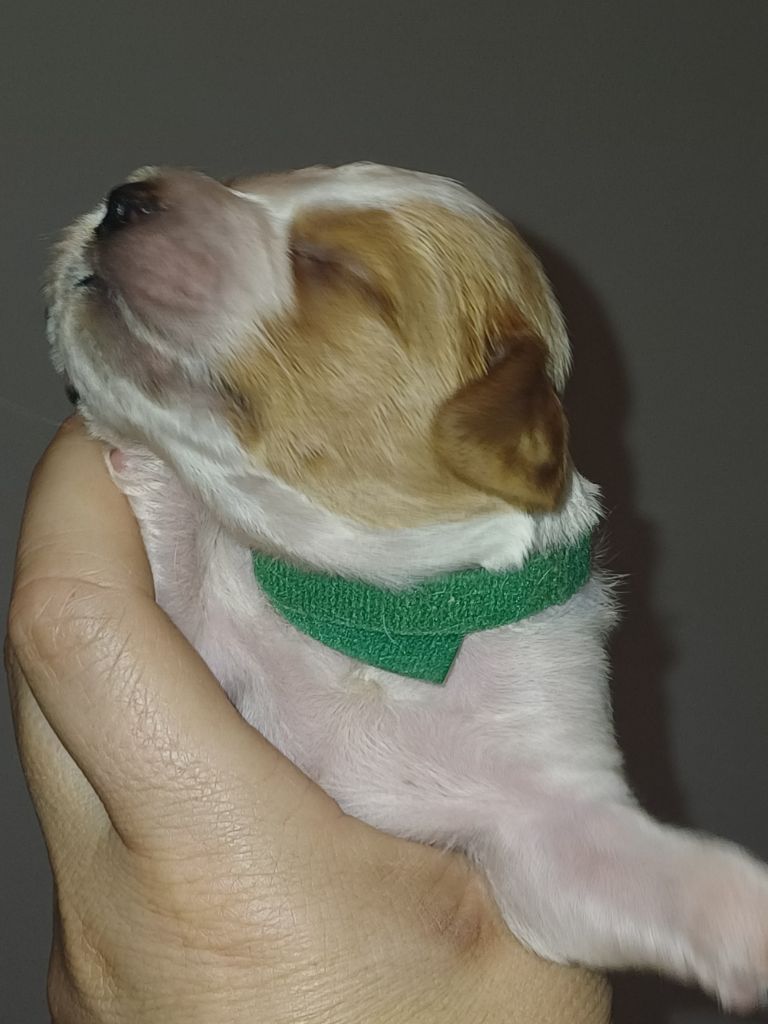 du Clos du Grand Lieu - Chiots disponibles - Epagneul Breton