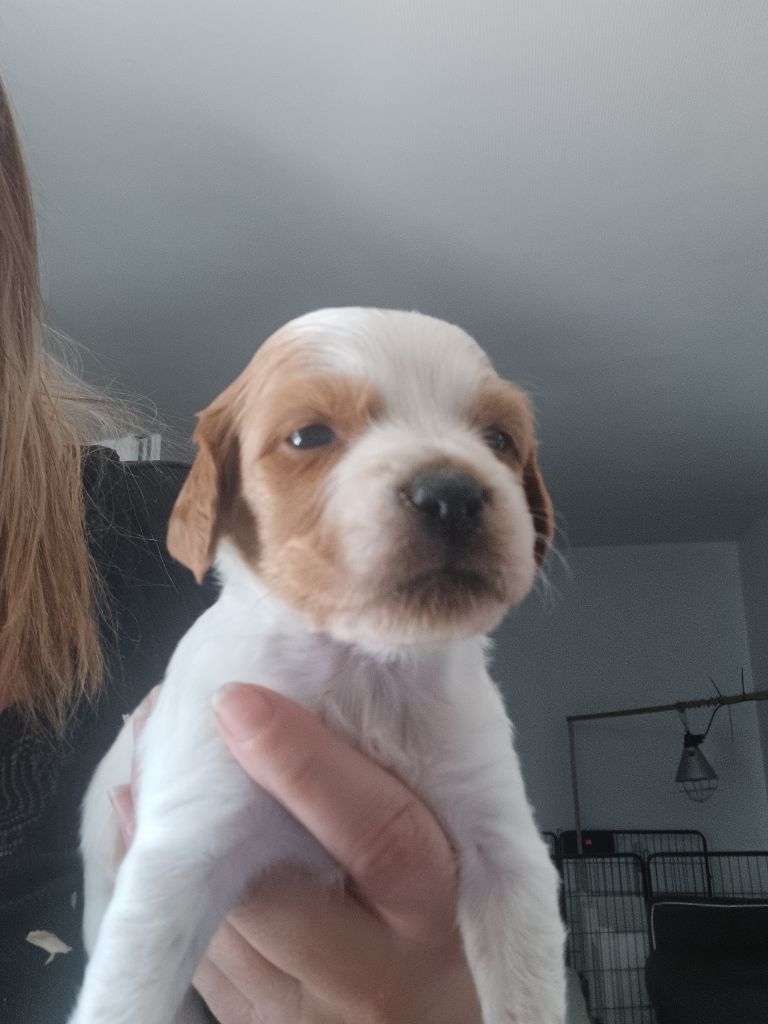 du Clos du Grand Lieu - Chiots disponibles - Epagneul Breton
