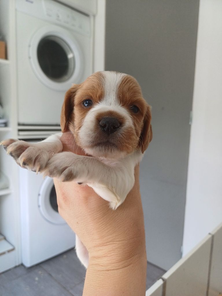 du Clos du Grand Lieu - Chiots disponibles - Epagneul Breton