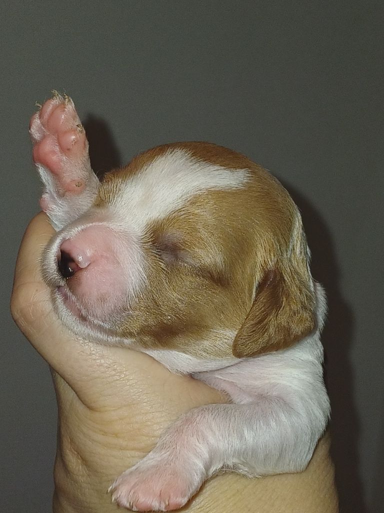 du Clos du Grand Lieu - Chiots disponibles - Epagneul Breton