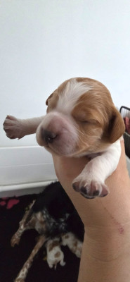 CHIOT 3