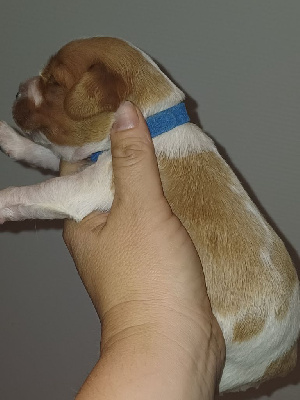CHIOT